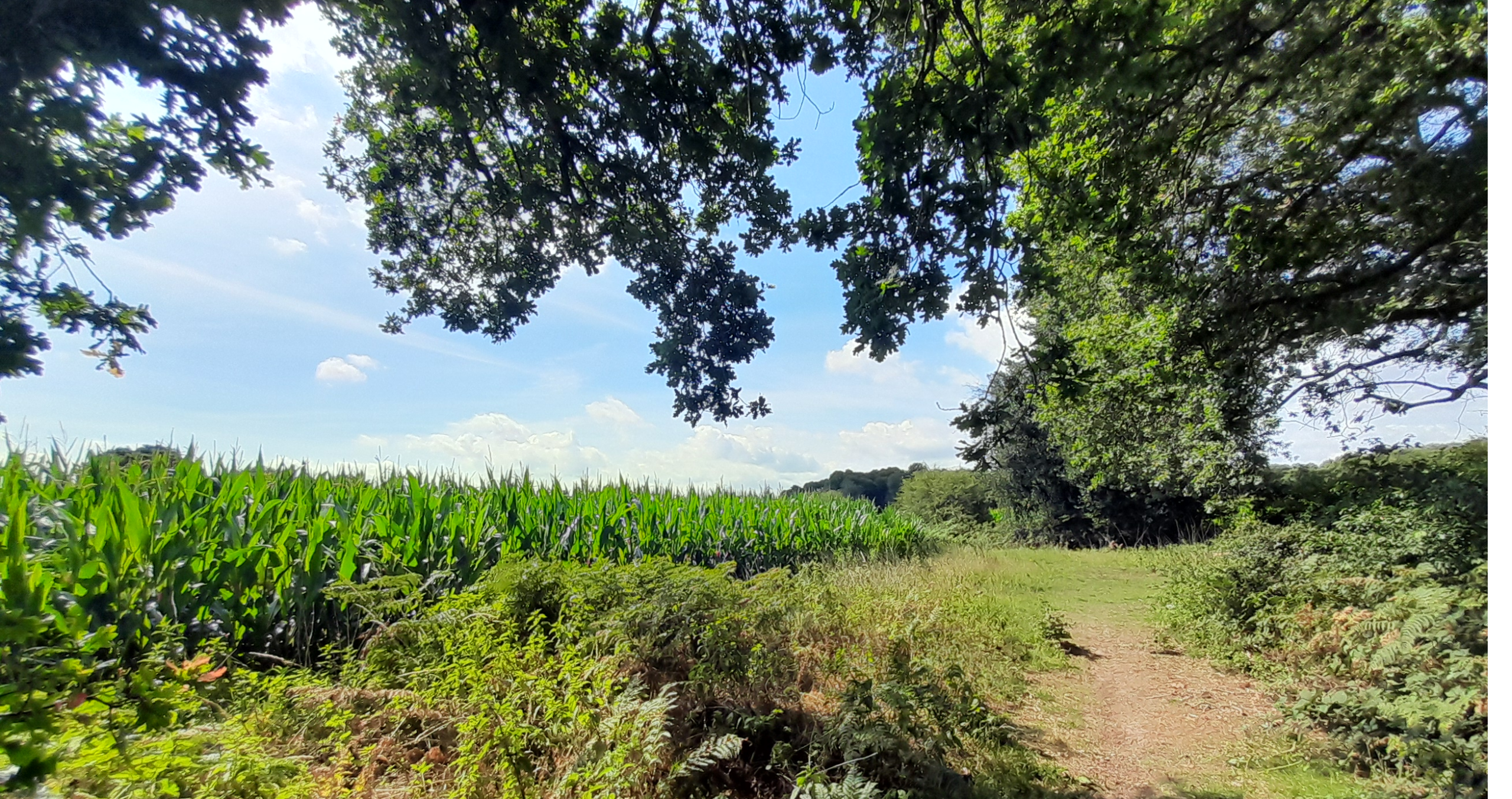 Salhouse Walk