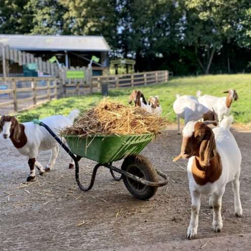 Goats grazing in a rural field beside a wheelbarrow full of straw at the Goat Shed