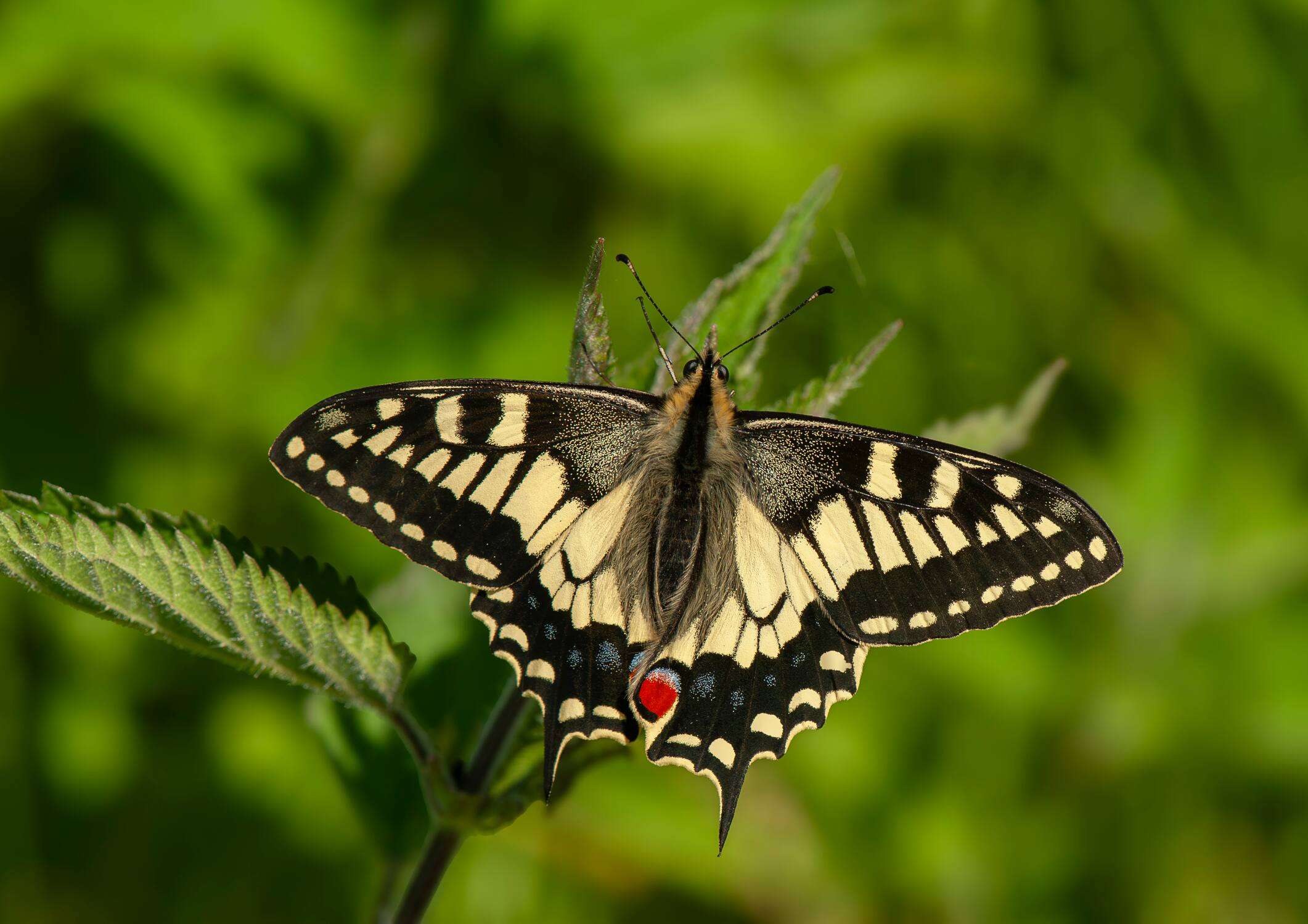 Close-up of a swallowtail butterfly resting on green vegetation in a Strumpshaw Fen